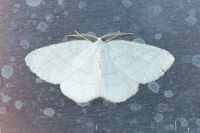 557 Snövit streckmätare - Cabera pusaria