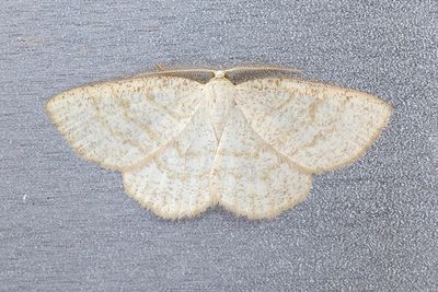 558 Gulvit streckmätare - Cabera exanthemata