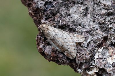 562 Ullgumpsmätare - Alsophila aescularia