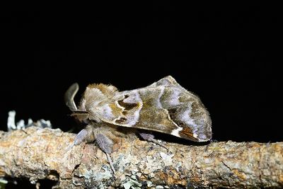 565 Rysk högstjärt - Pygaera timon