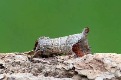 566 Rödgrå högstärt - Clostera curtula
