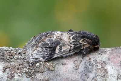 572 Poppeltandvinge - Notodonta tritophus