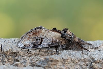 573 Piltandvinge - Notodonta ziczac