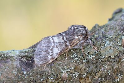 575 Vinterekspinnare - Drymonia ruficornis