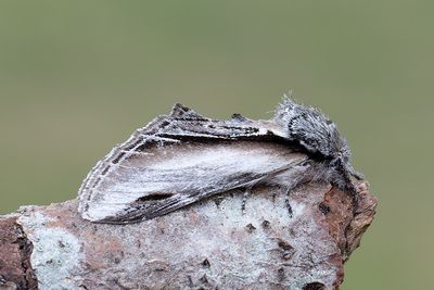 576 Pilporslinsvinge - Pheosia tremula