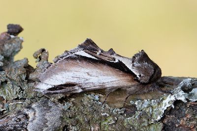 577 Björkporslinsvinge - Pheosia gnoma