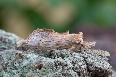578 Näbbspinnare - Pterostoma palpinum
