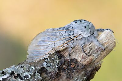 585 Större gaffelsvans - Cerura vinula