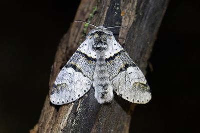 588 Gråvit gaffelsvans - Furcula bifida