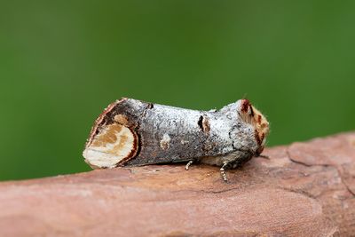 589 Oxhuvudspinnare - Phalera bucephala