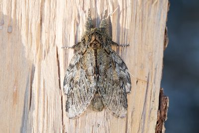 590 Ektandvinge - Peridea anceps