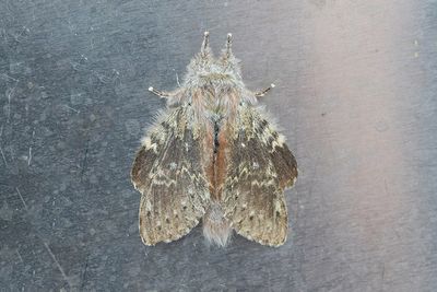 591 Ekorrspinnare - Stauropus fagi