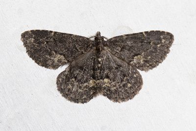 594 Svampfly - Parascotia fuliginaria
