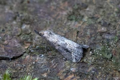 596 Snedstreckat mottfly - Schrankia costaestrigalis