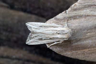 1001 L-tecknat gräsfly - Mythimna l-album