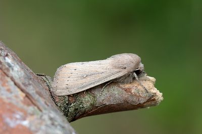 1003 Prickgräsfly - Leucania obsoleta