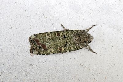 1012 Grönt jordfly - Actebia praecox