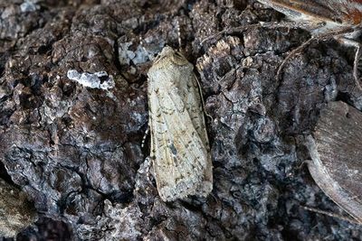 1016 Sandfältsjordfly - Euxoa cursoria