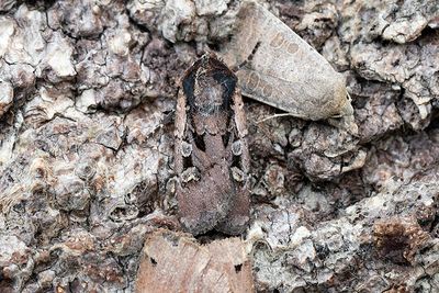 1018 Obeliskjordfly - Euxoa obelisca