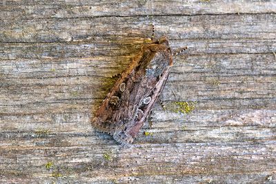 1020 Vetejordfly - Euxoa tritici