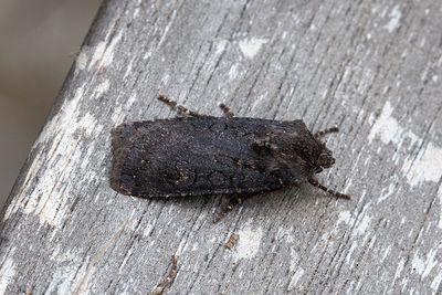 1022 Svart jordfly - Euxoa nigricans