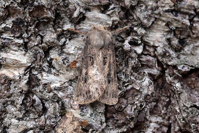 1024 Piltecknat jordfly - Agrotis bigramma