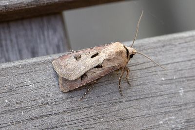 1026 Åkerjordfly - Agrotis exclamationis