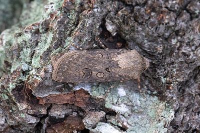1027 Sädesbroddsfly - Agrotis segetum