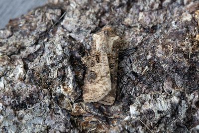 1028 Barkfärgat jordfly - Agrotis clavis