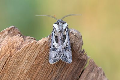 1029 Spårjordfly - Agrotis vestigialis