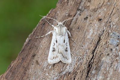 1030 Havsstrandsjordfly - Agrotis ripae