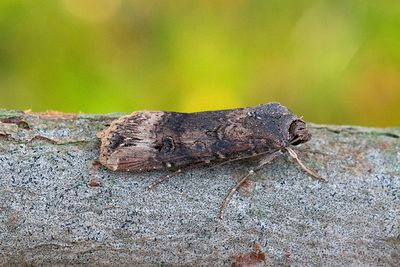 1032 Kommajordfly - Agrotis ipsilon