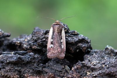 1034 Mindre jordfly - Ochropleura plecta