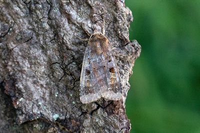 1036 Rödbrunt jordfly - Diarsia brunnea