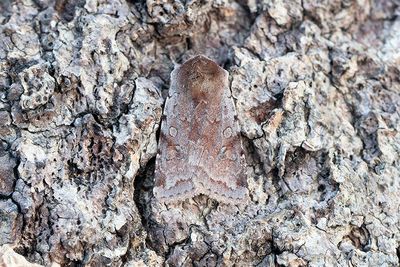 1040 Rödviolett skogsfly - Cerastis rubricosa
