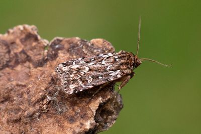 1042 Ljungjordfly - Lycophotia porphyrea