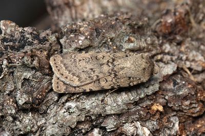 1044 Gulgrått jordfly - Rhyacia simulans