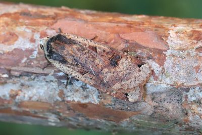 1047 Större bandfly - Noctua pronuba