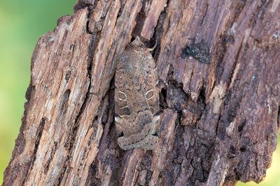 1049 Kantfläckat bandfly - Noctua orbona