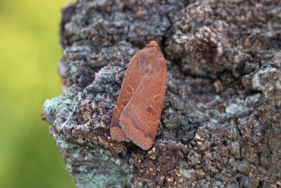 1051 Leverbrunt bandfly - Noctua comes