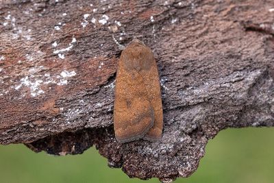 1052 Rödbrunt bandfly - Noctua interjecta