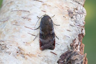 1053 Brunviolett bandfly - Noctua janthe