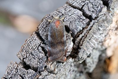1054 Gråviolett bandfly - Noctua janthina