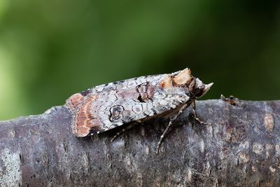 1056 Gråvattrat bandfly - Epilecta linogrisea