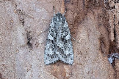 1060 Större skogsfly - Eurois occulta