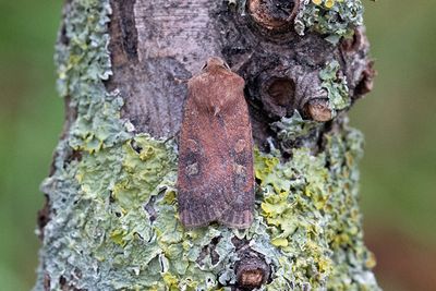 1067 Gulfläckigt jordfly - Xestia xanthographa