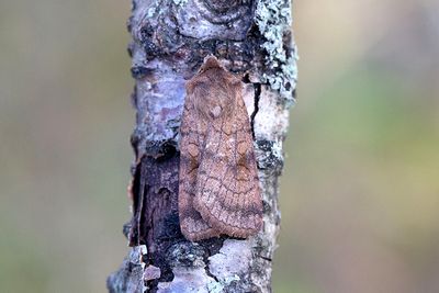 1068 Tvärlinjerat jordfly - Xestia sexstrigata