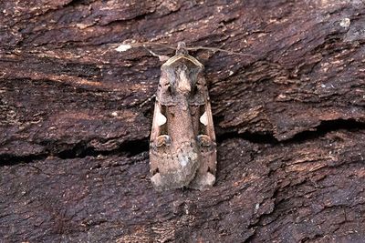 1069 C-tecknat jordfly - Xestia c-nigrum