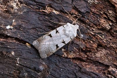 1088 Ljusgrått jordfly - Eugnorisma glareosum