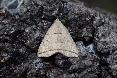 603 Spetsstreckat tofsfly - Herminia grisealis